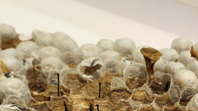 Northern Giant Hornet Nest Photo